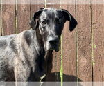 Small Great Dane