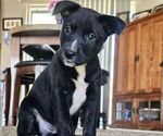Puppy Jewel Border-Aussie-Unknown Mix