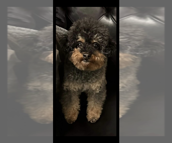 Medium Photo #6 Poodle (Toy) Puppy For Sale in STILLWATER, MN, USA