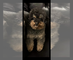 Litter of 2 - Male(s) and Female(s) Poodle (Toy)Litter of Puppies for Sale - Photo #6
