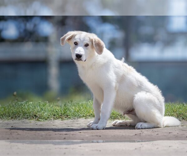 Medium Photo #1 Great Pyrenees Puppy For Sale in Bardstown, KY, USA