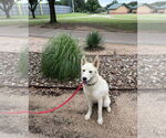 Small #3 Huskies  Mix
