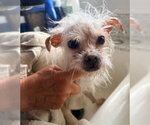 Small #4 Maltese Mix