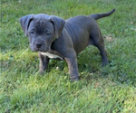 Puppy Green pup American Pit Bull Terrier