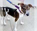 Small #6 Mutt