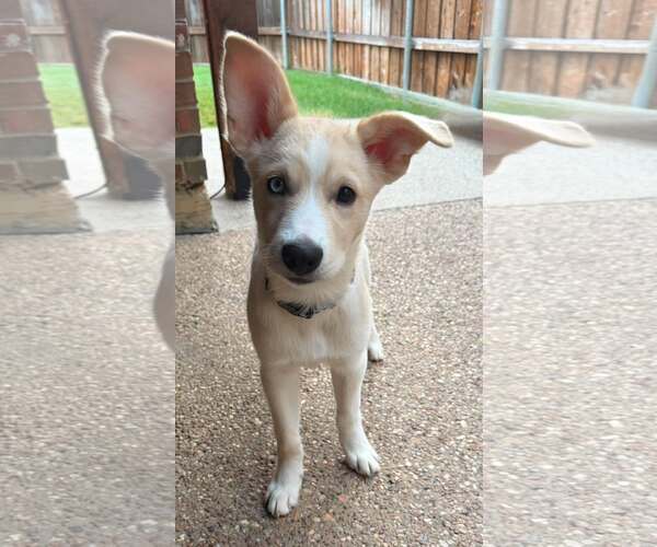 Medium Photo #2 Siberian Husky Puppy For Sale in Carrollton, TX, USA