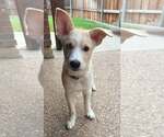 Small #1 Siberian Husky