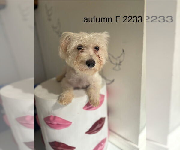 Medium Photo #1 Maltese Puppy For Sale in Studio City, CA, USA