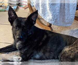 Dutch Shepherd Dog-Unknown Mix Dogs for adoption in JACKSONVILLE, FL, USA