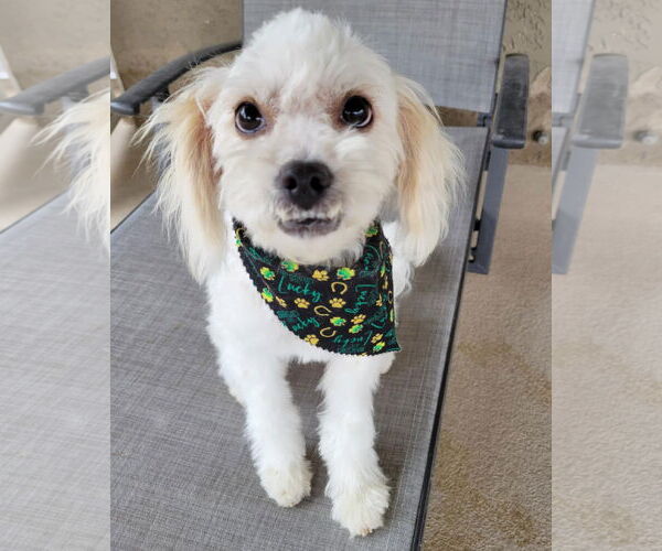 Medium Photo #5 Havamalt Puppy For Sale in Corona, CA, USA