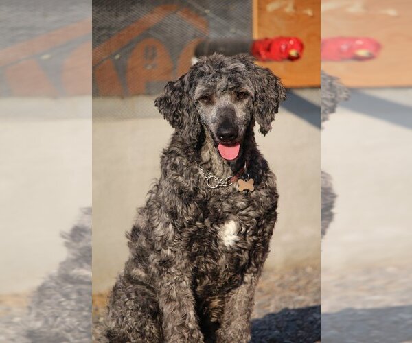 Medium Photo #4 Sheepadoodle Puppy For Sale in Bowmanville, Ontario, Canada