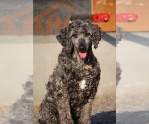 Valen - Male Sheepadoodle Dog for Adoption - Photo #4