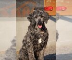 Small Photo #4 Sheepadoodle Puppy For Sale in Bowmanville, Ontario, Canada