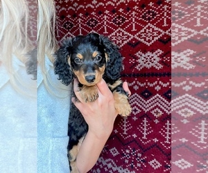 Dachshund Puppy for sale in LIBERTY TWP, OH, USA