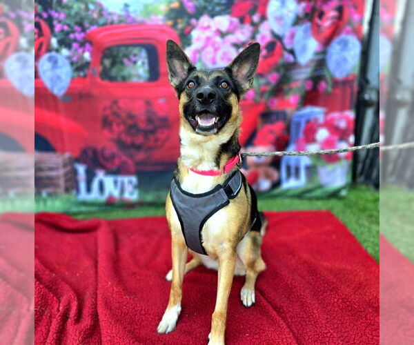 Medium Photo #2 German Shepherd Dog Puppy For Sale in Long Beach, CA, USA