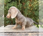 Boone - Male Dachshund Puppy for Sale - Photo #4