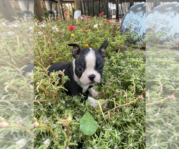 Medium Photo #1 Boston Terrier Puppy For Sale in FREDONIA, KS, USA