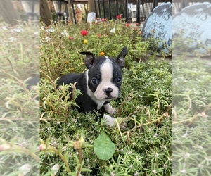 Boston Terrier Puppy for sale in FREDONIA, KS, USA