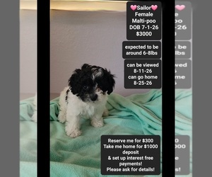 Maltipoo (Toy) Puppy for sale in TUCSON, AZ, USA