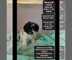 Image preview for Ad Listing. Nickname: Sailor