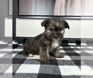 Shorkie Tzu Puppy for sale in FRANKLIN, IN, USA