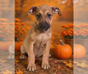 American Pit Bull Terrier-Unknown Mix Dogs for adoption in Talladega, AL, USA
