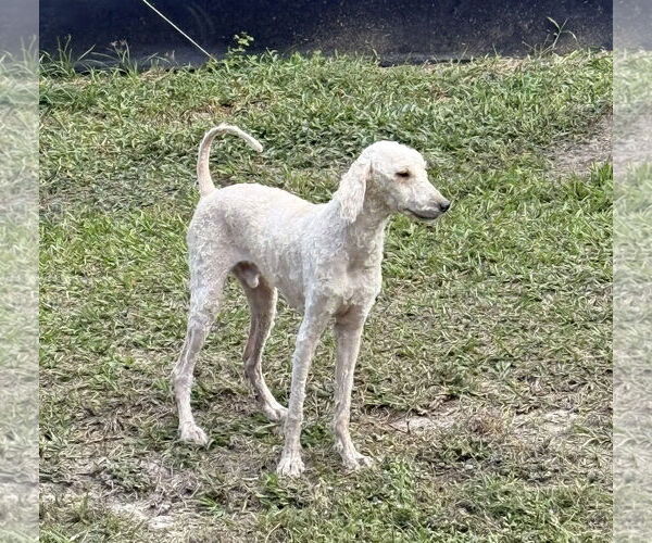 Medium Photo #4 Poodle (Miniature) Puppy For Sale in Valrico, FL, USA
