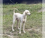Small #3 Poodle (Miniature)