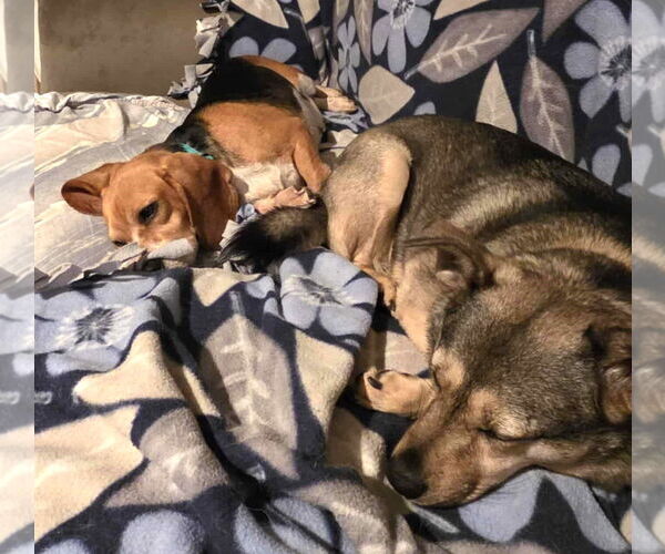 Medium Photo #7 Beagle Puppy For Sale in Dunnellon, FL, USA