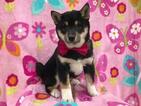Small Photo #4 Shiba Inu Puppy For Sale in ELDORA, PA, USA