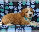 Small Photo #4 Goldendoodle-Miniature Bernedoodle Mix Puppy For Sale in GLEN ROCK, PA, USA