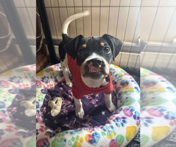 Medium Photo #4 Mutt Puppy For Sale in Springdale, PA, USA