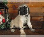 Small #6 Mastiff