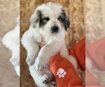 Small Photo #6 Great Pyrenees Puppy For Sale in RUTHERFORDTON, NC, USA