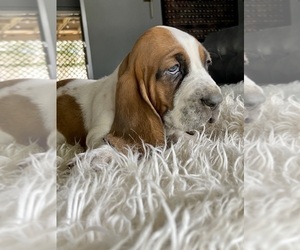 Basset Hound Puppy for sale in HUGHSON, CA, USA
