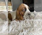 Small Photo #1 Basset Hound Puppy For Sale in HUGHSON, CA, USA