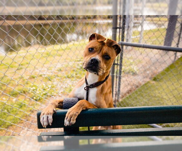 Medium Photo #3 Mutt Puppy For Sale in Orlando, FL, USA