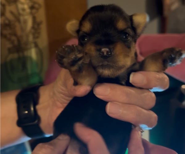 Medium Photo #1 Yorkshire Terrier Puppy For Sale in PETERSBURG, IN, USA