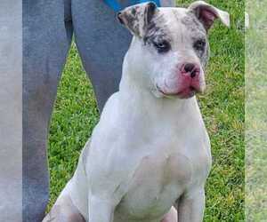 Mother of the American Pit Bull Terrier puppies born on 10/16/2021