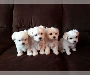 Maltese-Maltese Mix Puppy for sale in CHICAGO, IL, USA