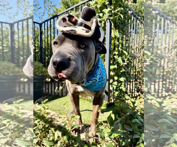 Medium Photo #6 American Pit Bull Terrier-Unknown Mix Puppy For Sale in Redlands, CA, USA