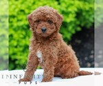 Small #2 Goldendoodle (Miniature)