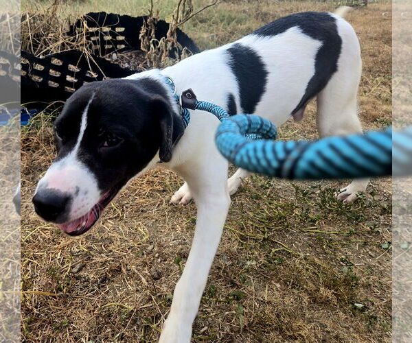 Medium Photo #2 Mutt Puppy For Sale in Jackson, MS, USA