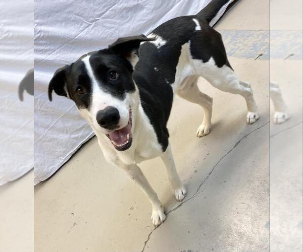 Medium Photo #2 Great Dane-Unknown Mix Puppy For Sale in Bryant, AR, USA