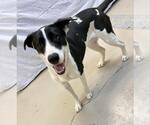 Small #1 Great Dane Mix
