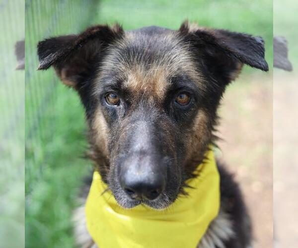 Medium Photo #1 German Shepherd Dog-Unknown Mix Puppy For Sale in San Antonio, TX, USA