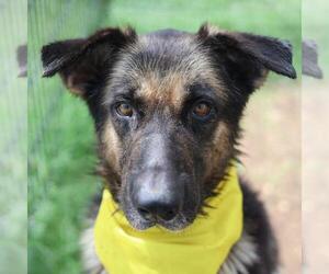 German Shepherd Dog-Unknown Mix Dogs for adoption in San Antonio, TX, USA