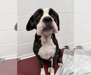 Mutt Dogs for adoption in Fort Collins, CO, USA