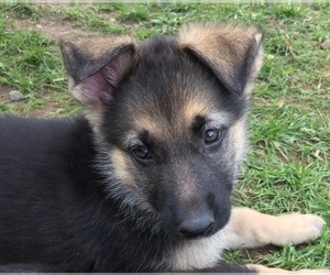 German Shepherd Dog Puppy for sale in EAST LYME, CT, USA