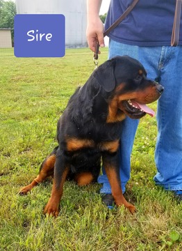 Medium Photo #1 Rottweiler Puppy For Sale in EXCELLO, MO, USA